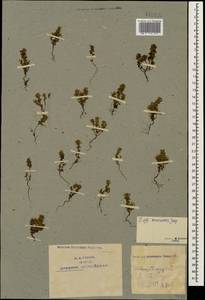 Euphrasia sevanensis Juz., Caucasus, Azerbaijan (K6) (Azerbaijan)