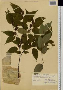 Betula costata Trautv., Botanic gardens and arboreta (GARD) (Russia)
