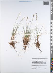 Carex williamsii Britton, Siberia, Russian Far East (S6) (Russia)