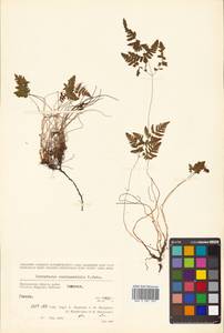 Gymnocarpium robertianum (Hoffm.) Newman, Siberia, Chukotka & Kamchatka (S7) (Russia)