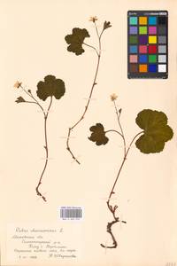 Rubus chamaemorus L., Eastern Europe, Moscow region (E4a) (Russia)
