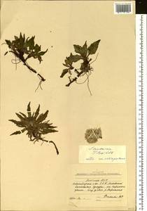 Saussurea tilesii (Ledeb.) Ledeb., Siberia, Yakutia (S5) (Russia)