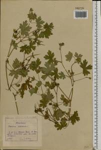 Geranium bohemicum L., Eastern Europe, Moscow region (E4a) (Russia)