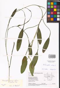 Potamogeton × sparganiifolius Laest. ex Fr., Eastern Europe, Central region (E4) (Russia)