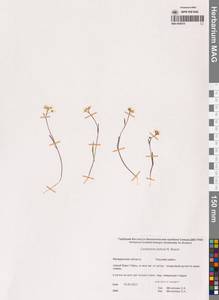 Cardamine victoris N.Busch, Siberia, Chukotka & Kamchatka (S7) (Russia)