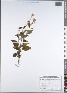 Senecio nemorensis L., Siberia, Central Siberia (S3) (Russia)