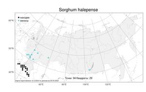 Sorghum halepense (L.) Pers., Atlas of the Russian Flora (FLORUS) (Russia)