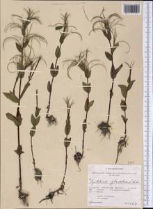 Epilobium ciliatum subsp. glandulosum (Lehm.) Hoch & P. H. Raven, America (AMER) (United States)