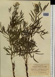 Clematis hexapetala Pall., Siberia, Baikal & Transbaikal region (S4) (Russia)