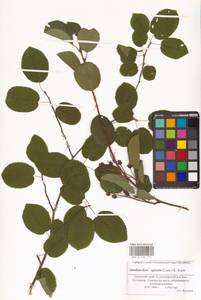 Amelanchier × spicata (Lam.) K.Koch, Eastern Europe, Eastern region (E10) (Russia)
