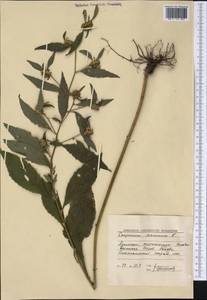 Carpesium cernuum L., Siberia, Russian Far East (S6) (Russia)