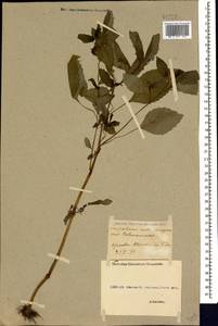 Impatiens noli-tangere L., Caucasus, Georgia (K4) (Georgia)