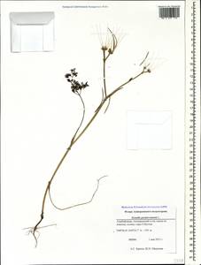 Scandix pecten-veneris L., Caucasus, Azerbaijan (K6) (Azerbaijan)