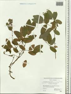 Lonicera chamissoi Bunge, Siberia, Russian Far East (S6) (Russia)