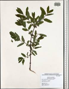 Lonicera caerulea, Eastern Europe, Central region (E4) (Russia)