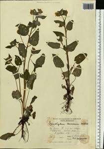 Symphytum tauricum Willd., Eastern Europe, Moldova (E13a) (Moldova)