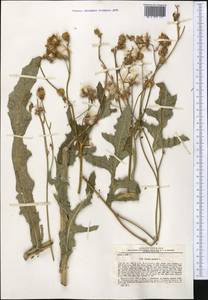 Sonchus palustris L., Middle Asia, Muyunkumy, Balkhash & Betpak-Dala (M9) (Kazakhstan)