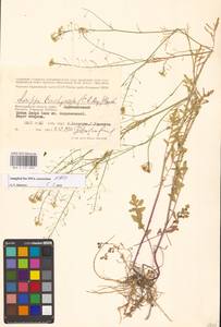 Rorippa brachycarpa (C.A.Mey.) Hayek, Eastern Europe, Lower Volga region (E9) (Russia)