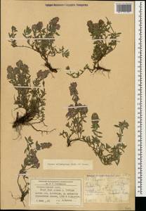 Thymus elisabethae Klokov & Des.-Shost., Caucasus, Stavropol Krai, Karachay-Cherkessia & Kabardino-Balkaria (K1b) (Russia)