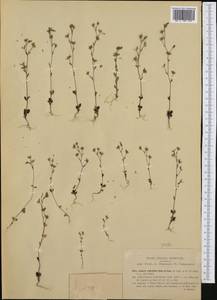Chaenorhinum rubrifolium (Robill. & Castagne ex DC.) Fourr., Western Europe (EUR) (Italy)