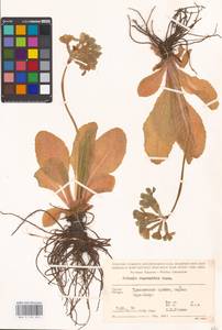 Primula ruprechtii Kusnezowa ex Lipsky, Caucasus, Georgia (K4) (Georgia)