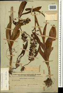 Orchis punctulata Steven ex Lindl., Caucasus, Azerbaijan (K6) (Azerbaijan)