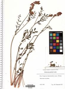 Hedysarum gmelinii Ledeb., Eastern Europe, Middle Volga region (E8) (Russia)