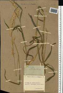 Melica altissima L., Eastern Europe, Rostov Oblast (E12a) (Russia)
