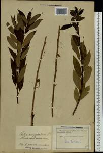 Salix triandra L., Eastern Europe, Latvia (E2b) (Latvia)