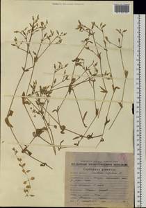 Cerastium holosteoides Fries emend. Hyl., Siberia, Chukotka & Kamchatka (S7) (Russia)