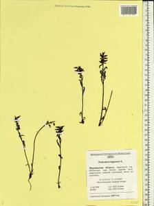 Pedicularis lapponica L., Eastern Europe, Northern region (E1) (Russia)