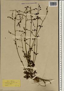 Scrophularia lucida L., South Asia, South Asia (Asia outside ex-Soviet states and Mongolia) (ASIA) (Turkey)