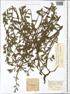 Polygonum mesembricum Chrtek, Caucasus, Black Sea Shore (from Novorossiysk to Adler) (K3) (Russia)