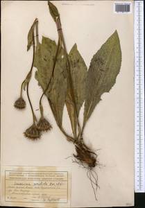 Saussurea sordida Kar. & Kir., Middle Asia, Northern & Central Tian Shan (M4) (Kyrgyzstan)