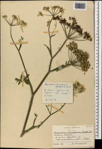 Heracleum chorodanum (Hoffm.) DC., Caucasus, North Ossetia, Ingushetia & Chechnya (K1c) (Russia)