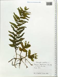 Potamogeton perfoliatus L., Siberia, Baikal & Transbaikal region (S4) (Russia)