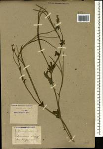 Glaucium corniculatum (L.) Rudolph, Caucasus, Krasnodar Krai & Adygea (K1a) (Russia)