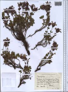 Dracocephalum oblongifolium Regel, Middle Asia, Western Tian Shan & Karatau (M3) (Uzbekistan)