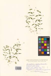 Pseudostellaria rupestris (Turcz.) Pax, Siberia, Russian Far East (S6) (Russia)