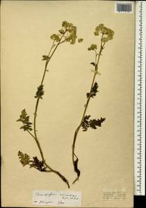 Chaerophyllum astrantiae Boiss. & Balansa, South Asia, South Asia (Asia outside ex-Soviet states and Mongolia) (ASIA) (Turkey)