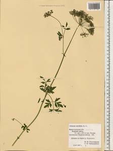 Selinum carvifolia (L.) L., Eastern Europe, Volga-Kama region (E7) (Russia)