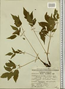 Aruncus dioicus var. kamtschaticus (Maxim.) Hara, Siberia, Chukotka & Kamchatka (S7) (Russia)