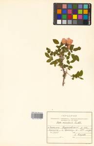 Rosa acicularis Lindl., Siberia, Russian Far East (S6) (Russia)
