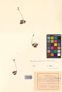 Saxifraga cherlerioides D. Don, Siberia, Russian Far East (S6) (Russia)