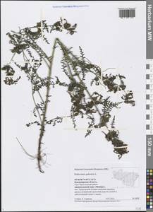 Pedicularis palustris L., Eastern Europe, Central region (E4) (Russia)