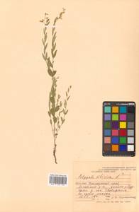 Polygala sibirica L., Siberia, Russian Far East (S6) (Russia)