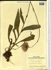 Cirsium canum (L.) All., Siberia, Western Siberia (S1) (Russia)