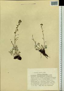 Artemisia furcata M. Bieb., Siberia, Russian Far East (S6) (Russia)