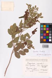 Glycyrrhiza glabra L., Eastern Europe, Lower Volga region (E9) (Russia)