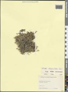 Draba bruniifolia Steven, Caucasus, Dagestan (K2) (Russia)